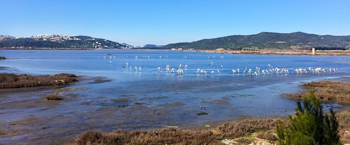 Bodrum Tuzla Kuş Cenneti