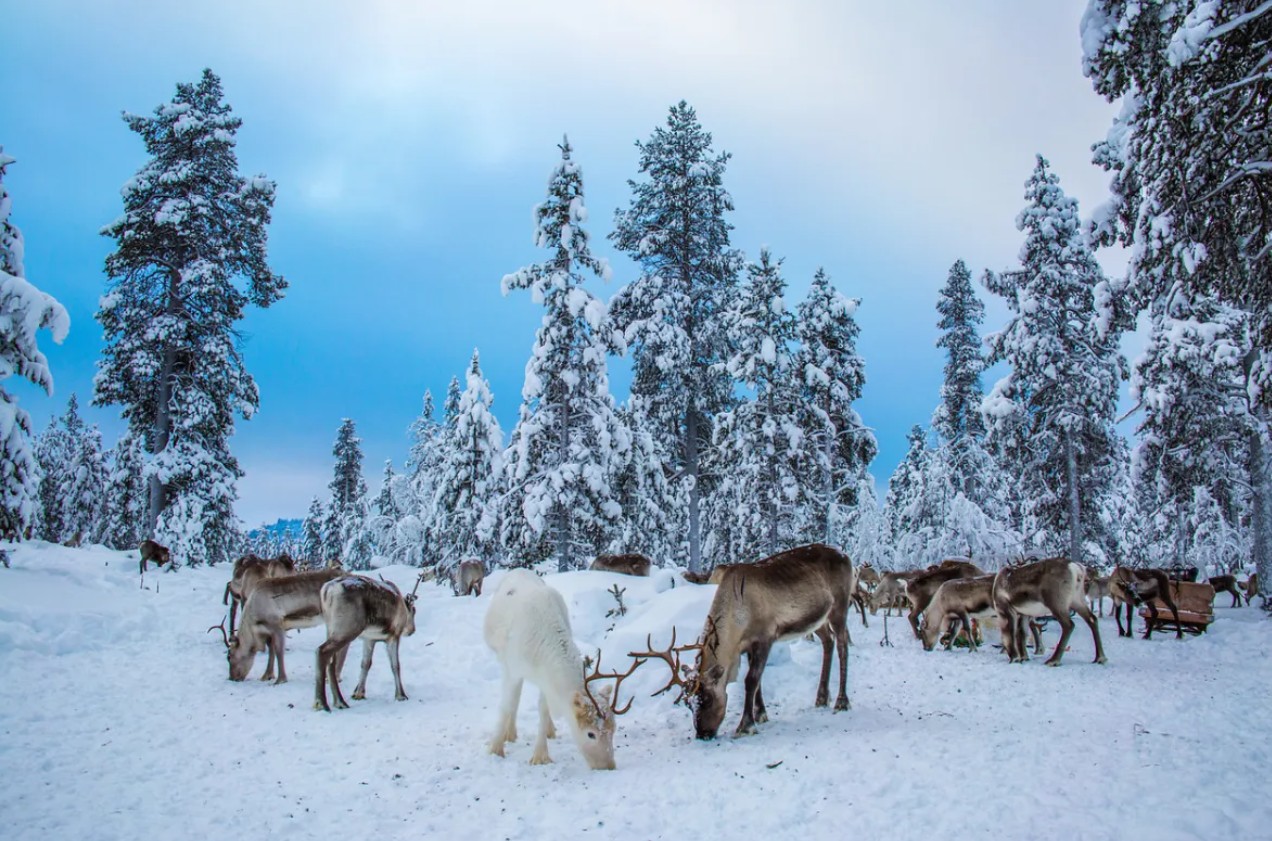 Ercan Çıkışlı Lapland Turu Beyaz Rotalar